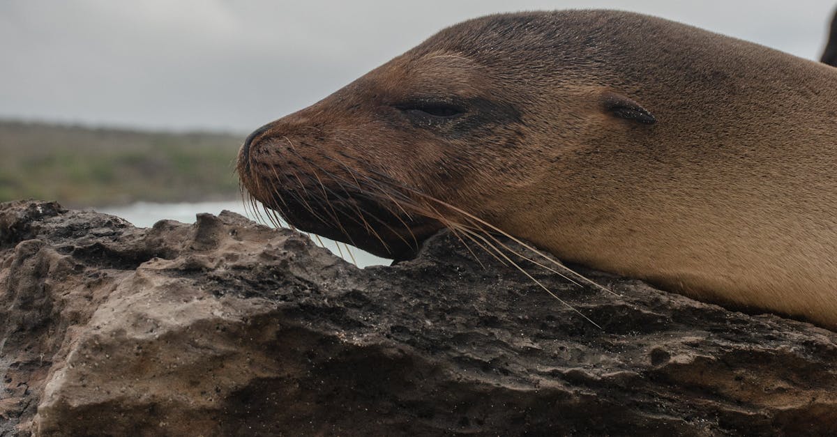 Benefits of Collaborating with Local Rubbish Removal Services for Builders