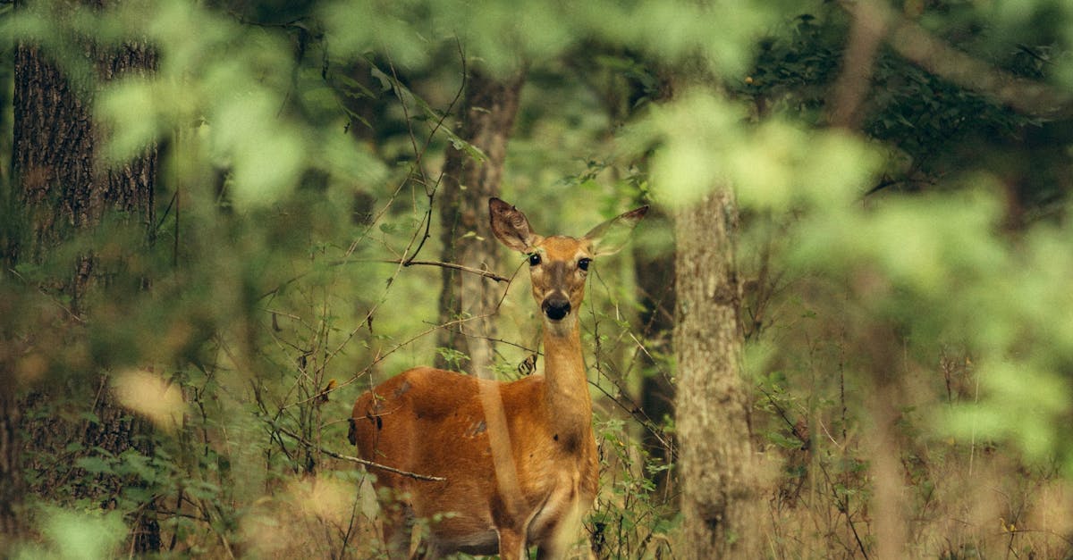 Understanding Brisbane's Recycling Guidelines and Regulations